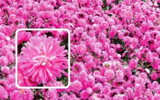 ХАВСКИЙ БУКЕТ