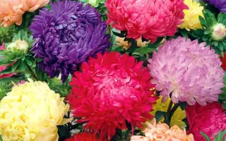 РУБИНОВЫЙ СОК