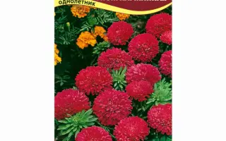 ГНОМ КАРМИННО-КРАСНАЯ