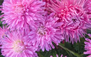 ГНОМ РОЗОВАЯ