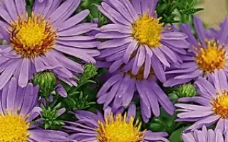 СИРЕНЕВЫЕ ГРЕЗЫ