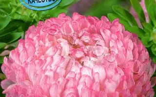 НЕЖНЫЙ ТАНЕЦ