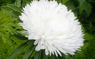 ВОЛОГОДСКИЕ КРУЖЕВА