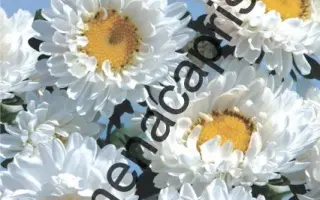 АРЛЕКИНО БЕЛАЯ