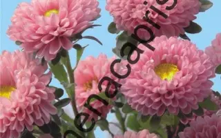 АРЛЕКИНО ЛОСОСЕВАЯ