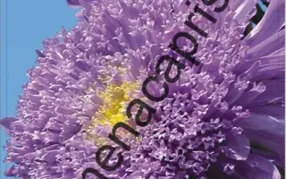 НЕБЕСНАЯ ЛАЗУРЬ