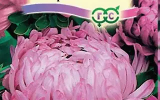 РОЗОВЫЙ ФЛАМИНГО