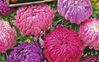 ПРИМАДОННА