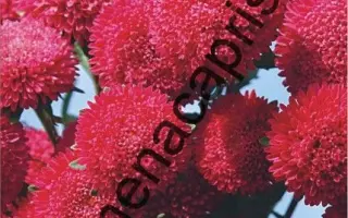 СОВЕРШЕНСТВО