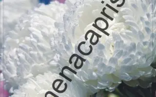 ХРУСТАЛЬНАЯ ТУФЕЛЬКА