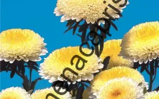 КУПИДОНЧИК