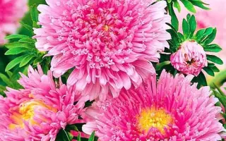 ХАВСКАЯ ЛОСОСЕВО-РОЗОВАЯ