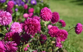 ХАВСКАЯ СИРЕНЕВО-РОЗОВАЯ