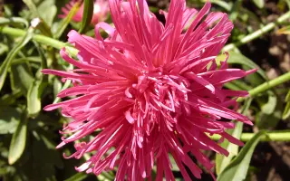 ХАВСКИЙ РУБИН