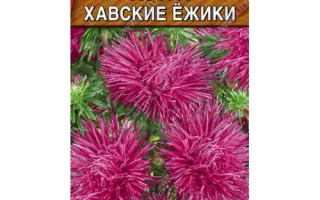 ХАВСКИЕ ЕЖИКИ