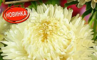 ЛЕДИ КОРАЛЛ КРЕМОВО-БЕЛАЯ