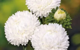 ЛЕДИ КОРАЛЛ БЕЛАЯ