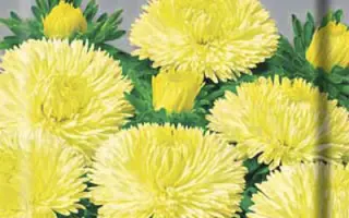 ЛЕДИ КОРАЛЛ ЖЕЛТАЯ