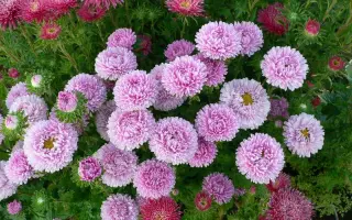 ЛЕДИ КОРАЛЛ ШАМОА