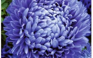 ЛЕДИ КОРАЛЛ ТЕМНО-СИНЯЯ