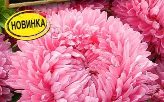 ЛЕДИ КОРАЛЛ СВЕТЛО-РОЗОВАЯ