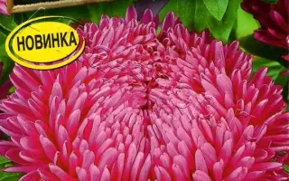 ЛЕДИ КОРАЛЛ БРИЛЛИАНТОВО-РОЗОВАЯ