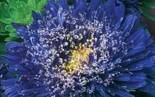 ЮБИЛЕЙНАЯ СЕМКО