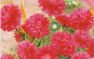 КАМЕЛОТ КРАСНЫЙ