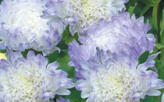 ГОЛУБОЙ ИНЕЙ