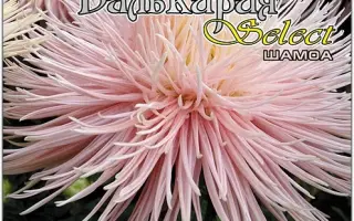 ВАЛЬКИРИЯ ШАМОА