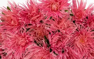 ВАЛЬКИРИЯ ЛОСОСЕВАЯ