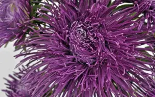 ВАЛЬКИРИЯ ЛИЛОВАЯ