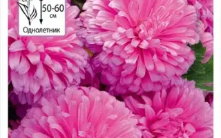 РОЗОВАЯ РОССЫПЬ