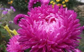 ТАНЕЧКИН БУКЕТ