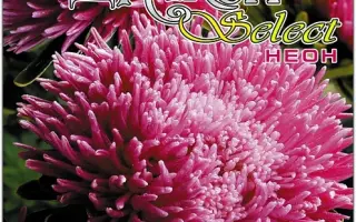 ДРАКОН НЕОНОВЫЙ