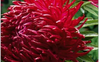 ДРАКОН РУБИНОВЫЙ