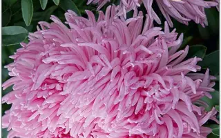 ДРАКОН РОЗОВЫЙ