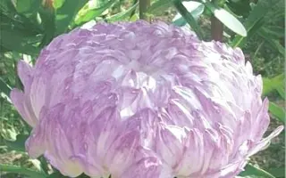 СТАРЫЙ ЗАМОК СЕРЕБРЯНЫЙ