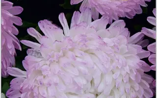 СТАРЫЙ ЗАМОК БЕЛЫЙ