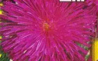 МАЛИНОВЫЙ ШАРИК