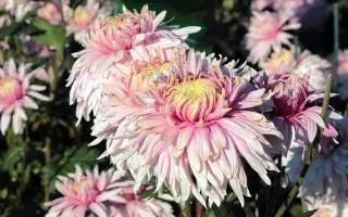 РАЗРИСОВАННАЯ ВУАЛЬ