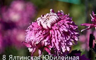 ЯЛТИНСКАЯ ЮБИЛЕЙНАЯ