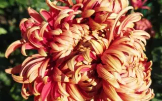 ВЕСЕЛАЯ ДАМА