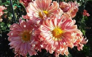 МИСС ВСЕЛЕННАЯ