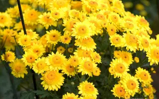 МЕДОВОЕ ЛАКОМСТВО