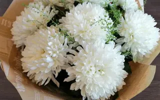 БЕЛАЯ ЧАЙКА