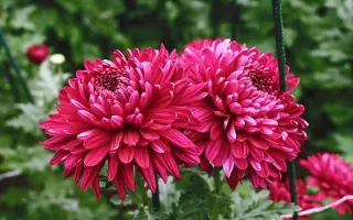 ВАСИЛИЙ ЛАНОВОЙ