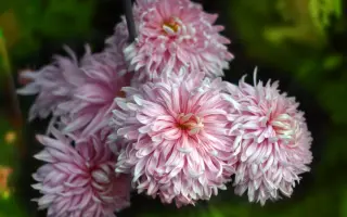 ЛЕПЕСТКОВЫЙ ДОЖДЬ