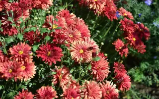 СЕВЕРНАЯ ПАЦИФИКА