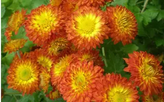 ПРОЩАЛЬНАЯ КРАСА